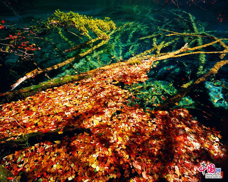 Glamorosos paisajes otoñales de Jiuzhaigou , patrimonio de la humanidad4