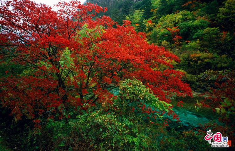 Glamorosos paisajes otoñales de Jiuzhaigou , patrimonio de la humanidad11