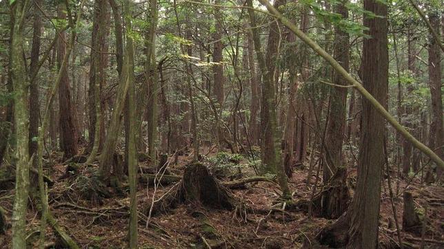 Top 10 bosques más extraños del mundo1