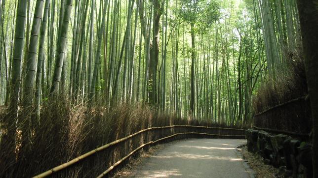 Top 10 bosques más extraños del mundo2