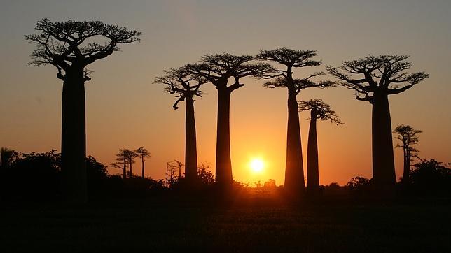 Top 10 bosques más extraños del mundo3