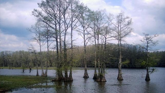 Top 10 bosques más extraños del mundo6