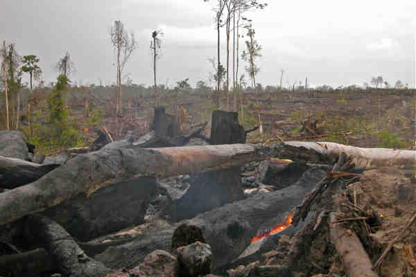 Kalimantan, Indonesia. 