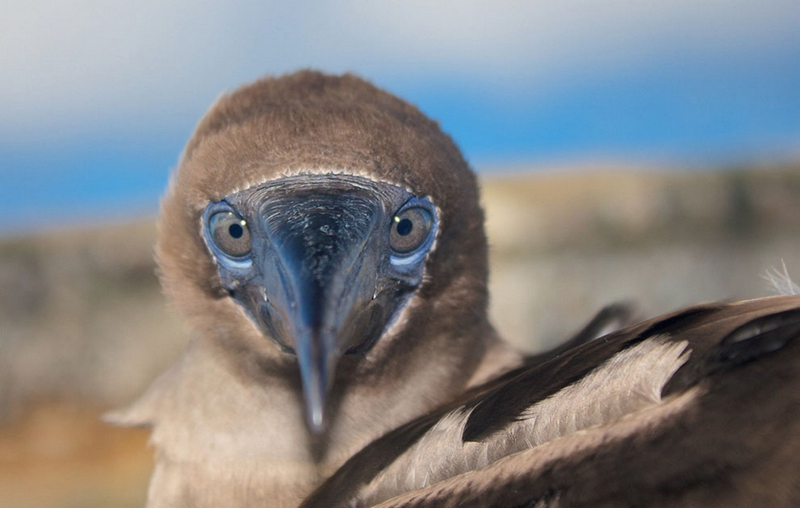 Las mejores fotos del concurso de National Geographic 2013 