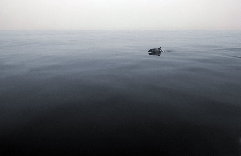 Las mejores fotos del concurso de National Geographic 2013 