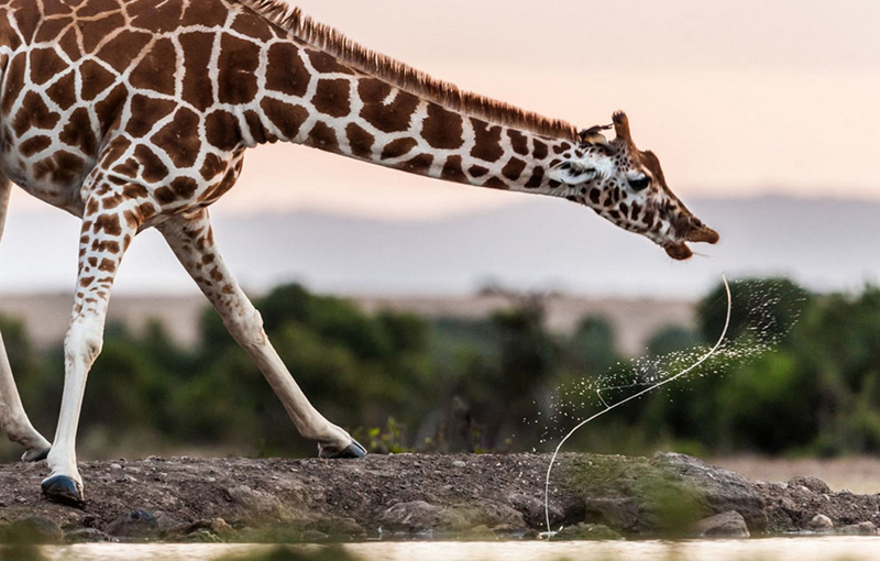 Las mejores fotos del concurso de National Geographic 2013 (II)