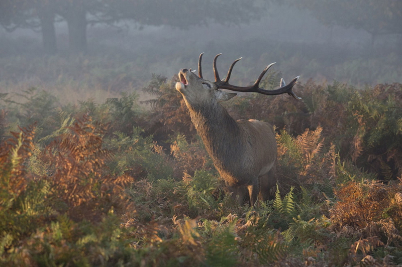 Las mejores fotos del concurso de National Geographic 2013 (II)