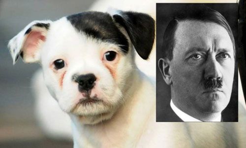 Patch, el perro que se parece a Hitler