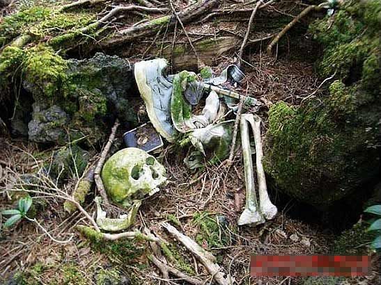 Aokigahara Forest: el misterioso bosque del suicidio en Japón3
