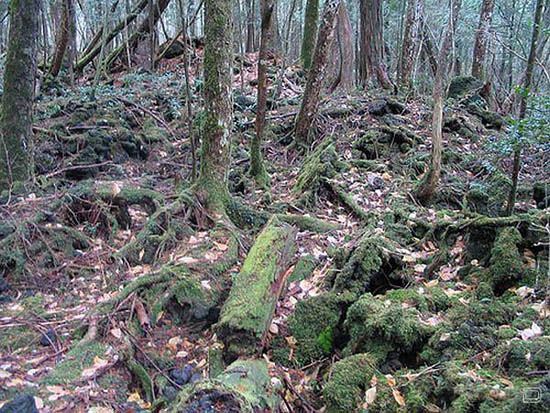 Aokigahara Forest: el misterioso bosque del suicidio en Japón4