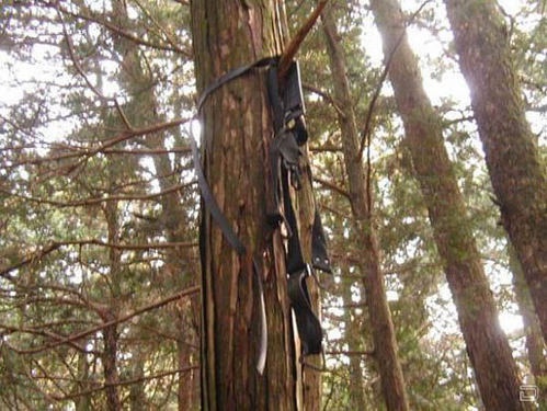 Aokigahara Forest: el misterioso bosque del suicidio en Japón6