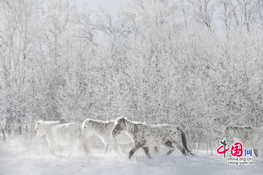 Imágenes magníficas de caballos en el campo de nieve por el fotógrafo chino Li Gang2