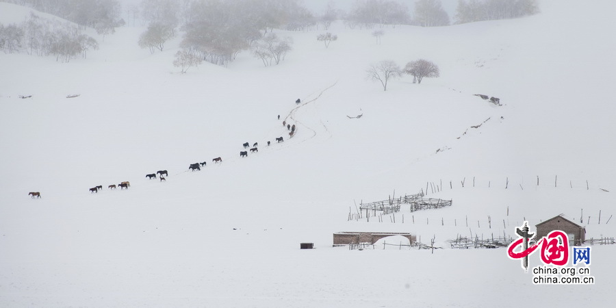 Imágenes magníficas de caballos en el campo de nieve por el fotógrafo chino Li Gang3