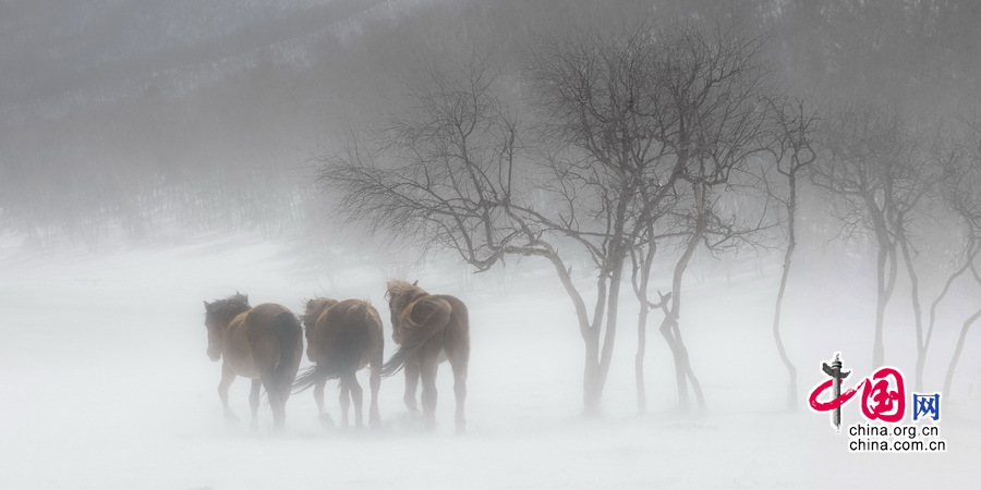 Imágenes magníficas de caballos en el campo de nieve por el fotógrafo chino Li Gang4