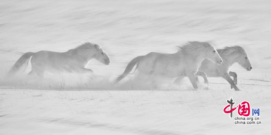 Imágenes magníficas de caballos en el campo de nieve por el fotógrafo chino Li Gang5