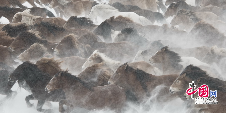 Imágenes magníficas de caballos en el campo de nieve por el fotógrafo chino Li Gang6