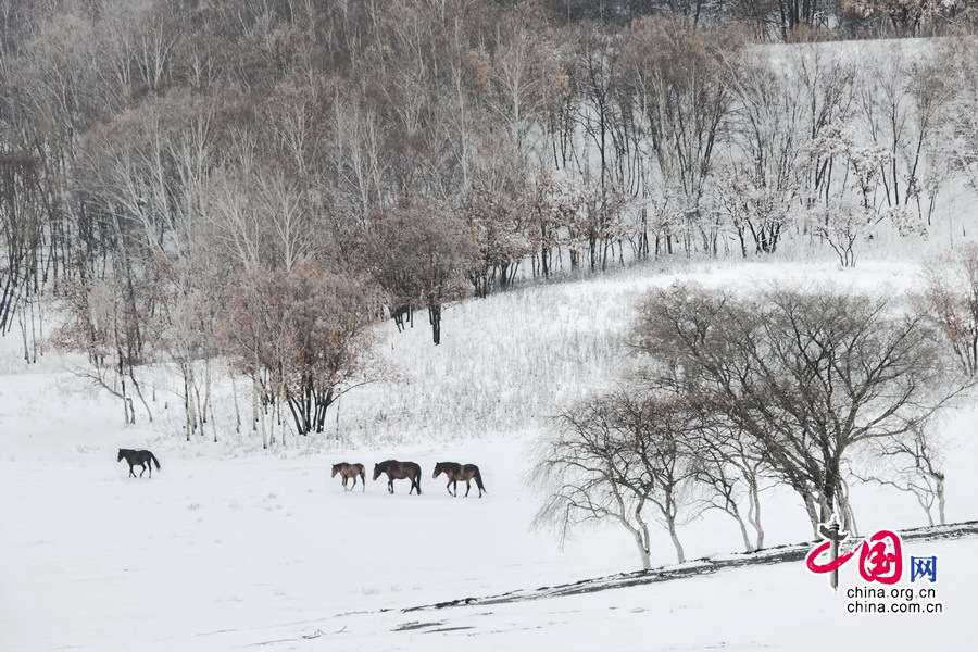 Imágenes magníficas de caballos en el campo de nieve por el fotógrafo chino Li Gang7