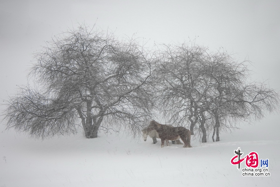 Imágenes magníficas de caballos en el campo de nieve por el fotógrafo chino Li Gang8