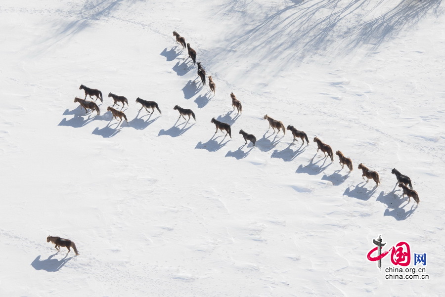 Imágenes magníficas de caballos en el campo de nieve por el fotógrafo chino Li Gang9