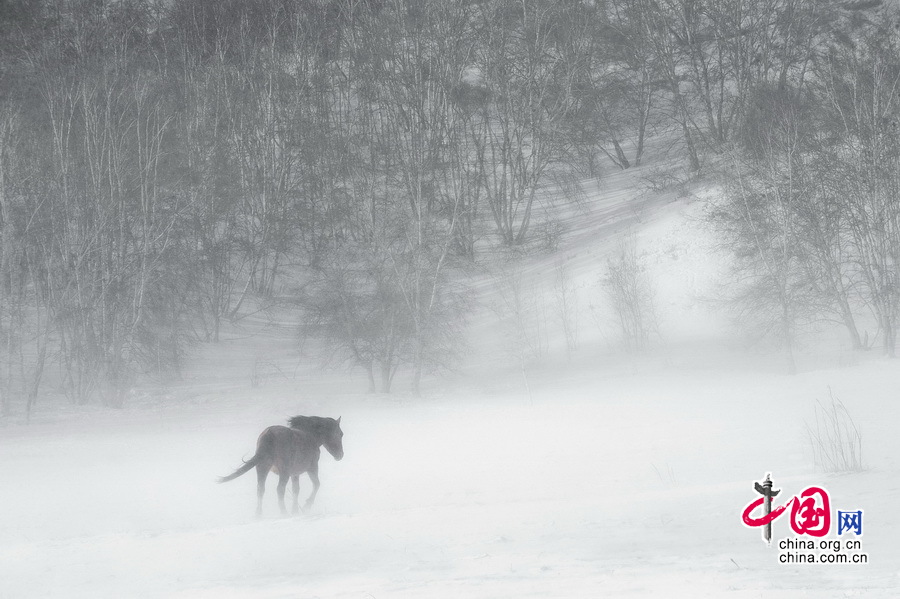 Imágenes magníficas de caballos en el campo de nieve por el fotógrafo chino Li Gang10