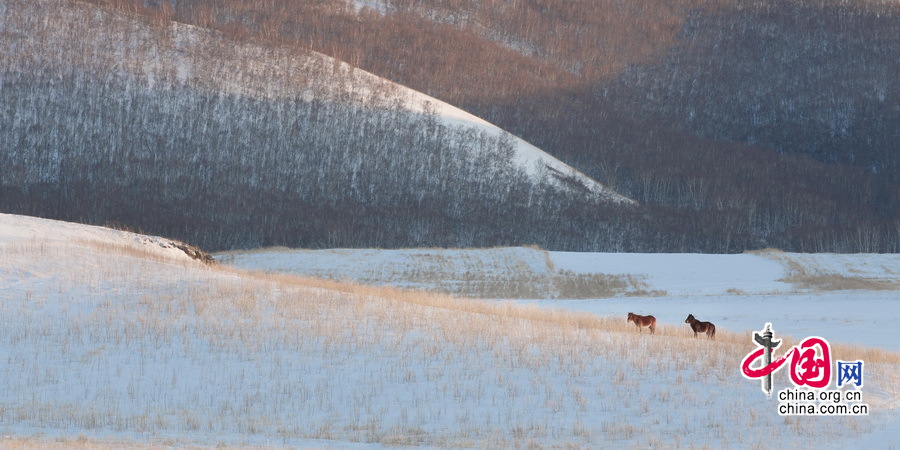 Imágenes magníficas de caballos en el campo de nieve por el fotógrafo chino Li Gang11