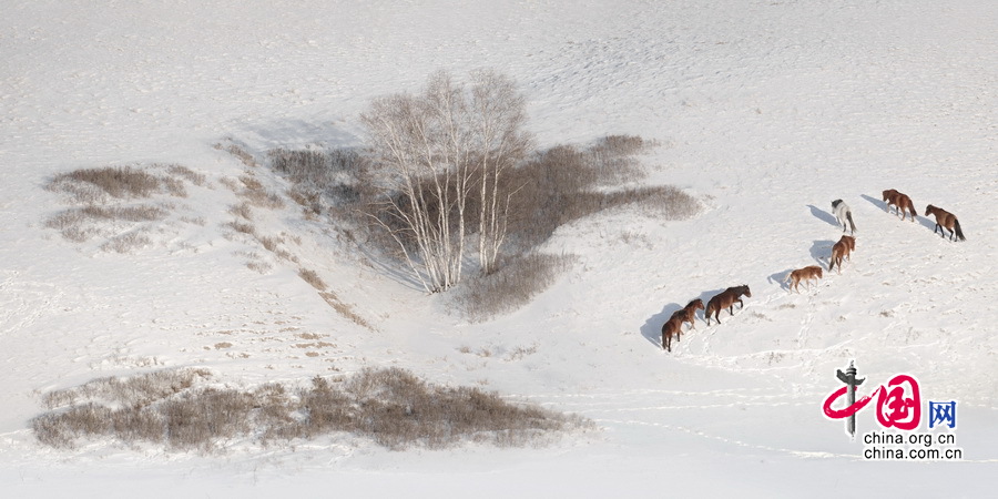 Imágenes magníficas de caballos en el campo de nieve por el fotógrafo chino Li Gang12