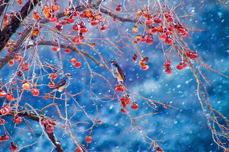 Las mejores imágenes invernales del mundo por maestros fotográficos24