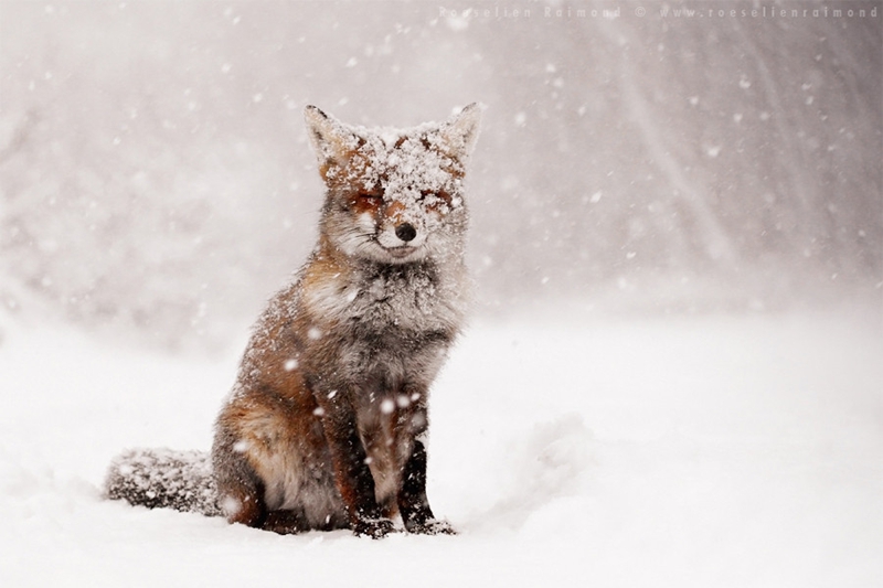 Las mejores imágenes invernales del mundo por maestros fotográficos33