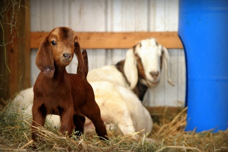 Fotos encantadoras de las cabras tiernas4