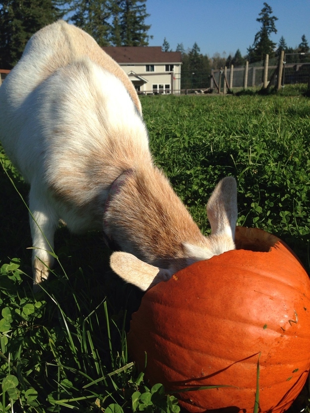 Fotos encantadoras de las cabras tiernas7