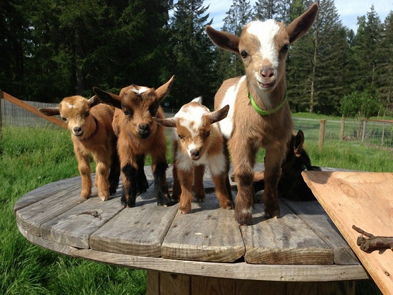 Fotos encantadoras de las cabras tiernas8