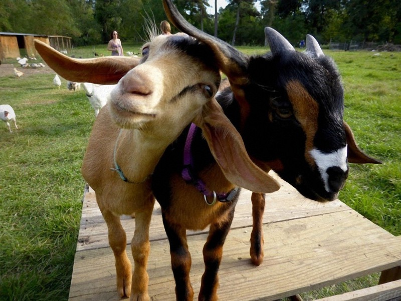 Fotos encantadoras de las cabras tiernas9