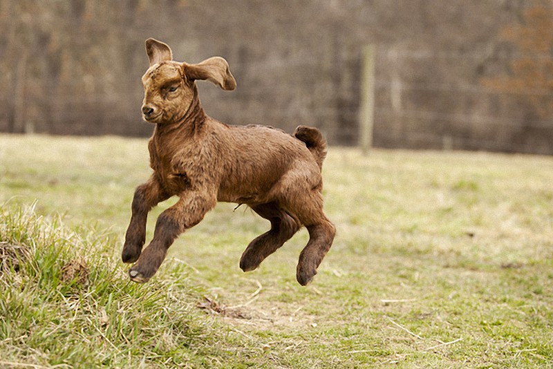 Fotos encantadoras de las cabras tiernas10