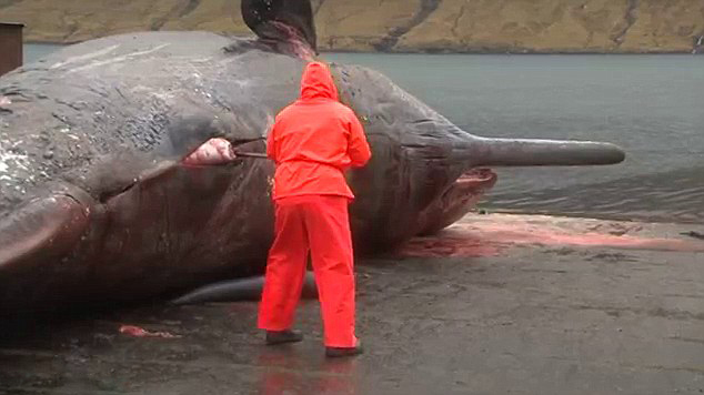 Video horrible: Explota la ballena muerta