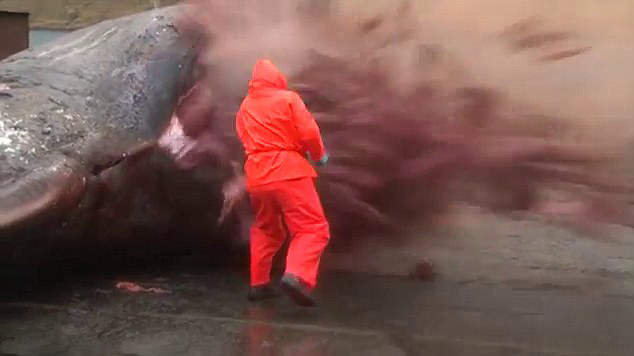 Video horrible: Explota la ballena muerta