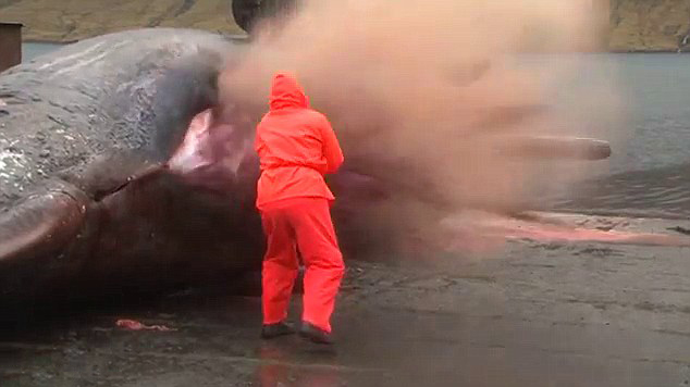 Video horrible: Explota la ballena muerta