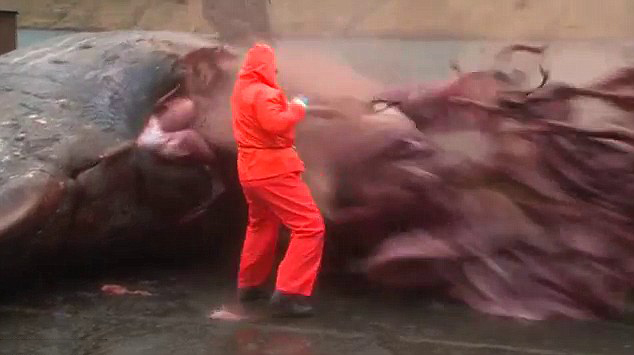 Video horrible: Explota la ballena muerta