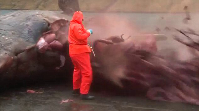 Video horrible: Explota la ballena muerta