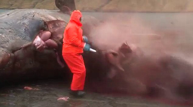 Video horrible: Explota la ballena muerta