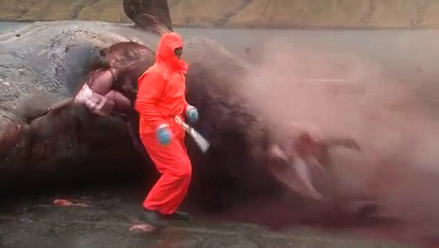 Video horrible: Explota la ballena muerta