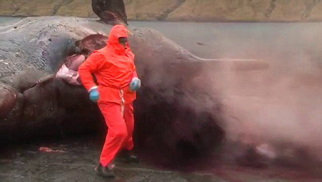 Video horrible: Explota la ballena muerta