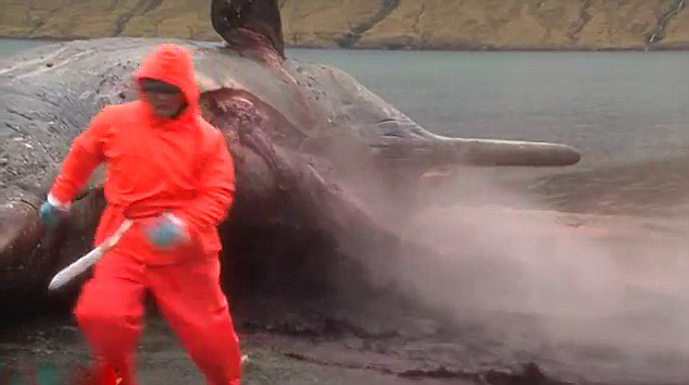 Video horrible: Explota la ballena muerta