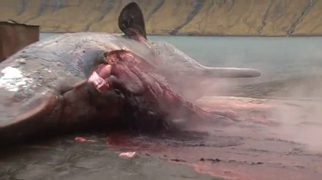 Video horrible: Explota la ballena muerta