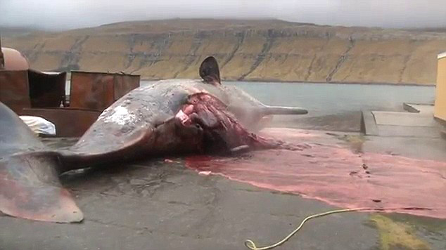 Video horrible: Explota la ballena muerta