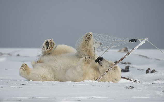 Oso polar juguetón se entretiene con una red de pesca desechada3