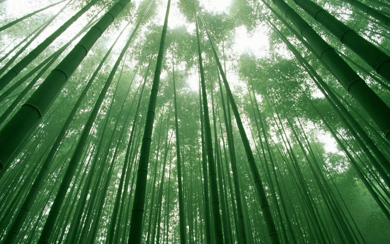 Enciclopedia de la cultura china: bambú 竹子1