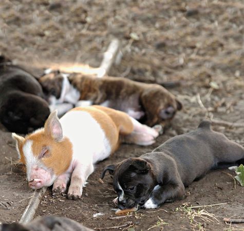 Amor de verdad entre los animales 4