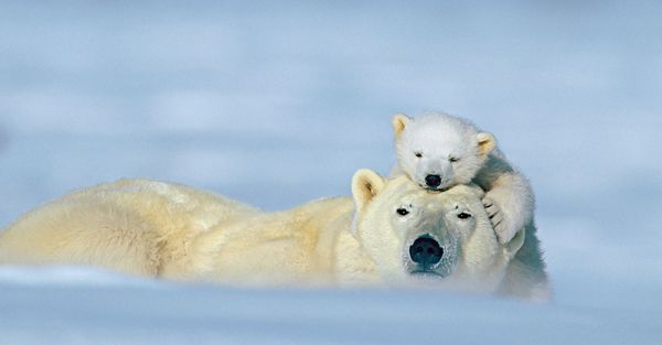 Amor de verdad entre los animales 6