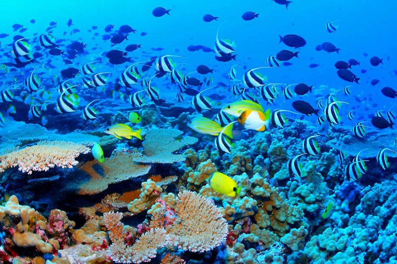 Top 10 paraísos para el buceo del mundo5