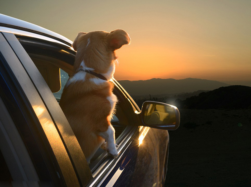 Calendario 'Dogs in the Cars' para 2014 3